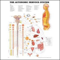 Chart illustrates the autonomic nervous system