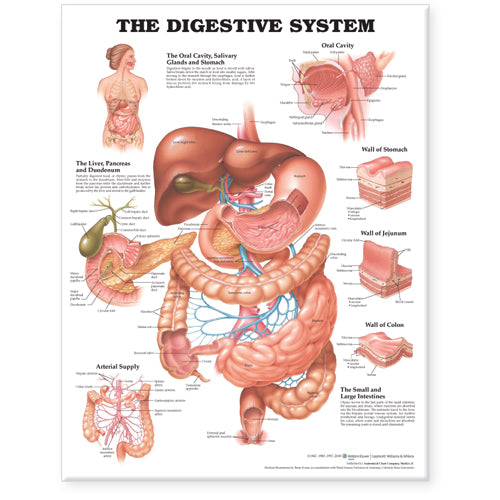 The Digestive Wall System- Laminated, 20"W x 26"L