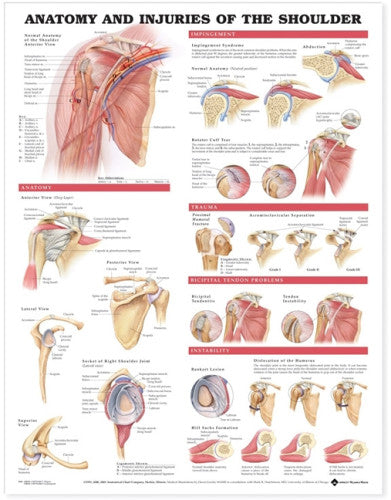 Shoulder Anatomy and Injuries Wall Chart- Laminated, 20"W x 26"L