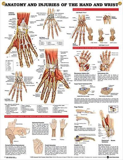 Anatomy & Injuries of Foot and Ankle Wall Chart - Laminated, 20"W x 26 ...