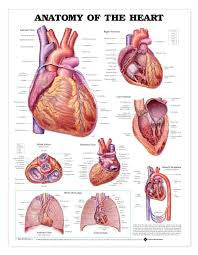 Anatomy of the Heart Chart