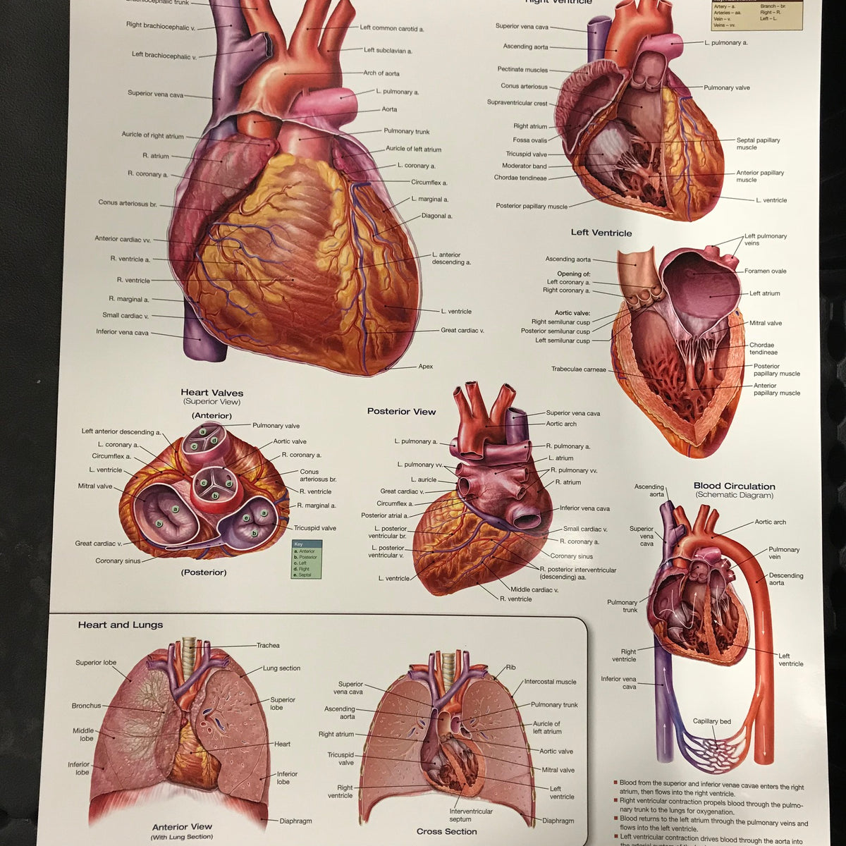 Anatomy of the Heart Wall Chart - Laminated, 20"W x 26"L — Massage ...