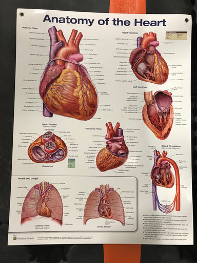 Anatomy of the Heart Chart