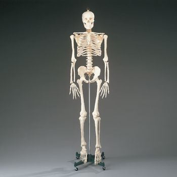 budget full-size skeleton model