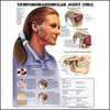 TMJ Wall Chart- Laminated, 20"W x 26"L