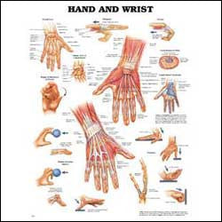 Hand and Wrist Chart, illustrated anatomy
