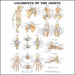 Ligaments of the Joints Wall Chart- Laminated, 20"W x 26"L