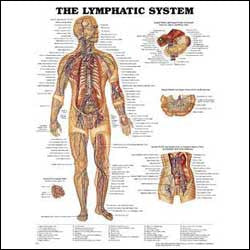 Lymphatic System Wall Chart- Laminated, 20"W x 26"L