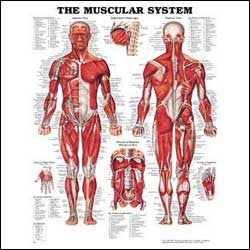 Muscular System Wall Chart- Laminated, 20"W x 26"L
