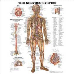 Nervous System Wall Chart- Laminated, 20"W x 26"L
