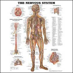 Chart illustrates nervous system
