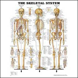 Skeletal System Wall Chart- Laminated, 20"W x 26"L