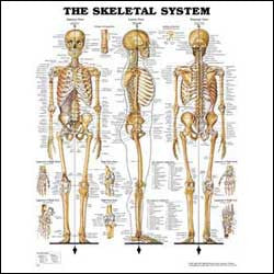 Chart illustrates the skeletal system
