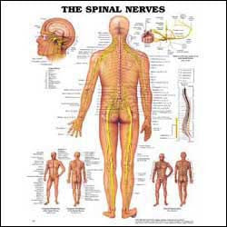 Spinal Nerves Wall Chart- Laminated, 20"W x 26"L