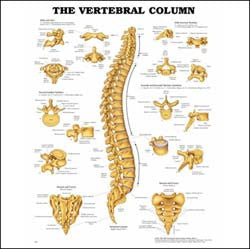 Vertebral Column Wall Chart- Laminated, 20"W x 26"L
