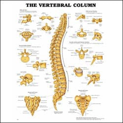 Chart illustrates the vertebral column