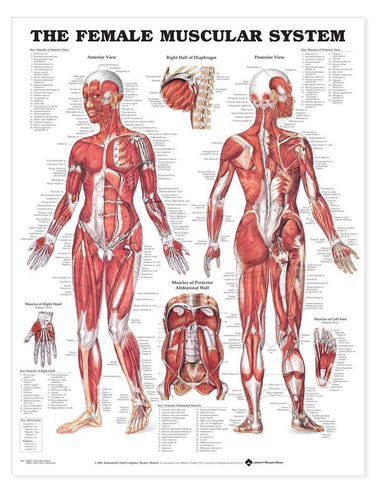 The Female Muscular System Anatomical Chart  (Laminated)