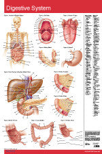 Digestive System Permachart