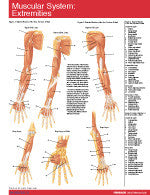 Muscular System Extremities Permachart
