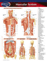 Permachart of muscular system - 2 panels