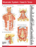 Muscular System Head and Torso Permachart