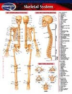Skeletal System Permachart