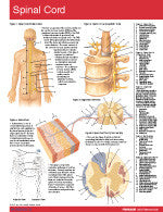 Spinal Cord Permachart