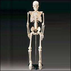 Mr Thrifty skeleton model