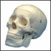 adult plastic skull model