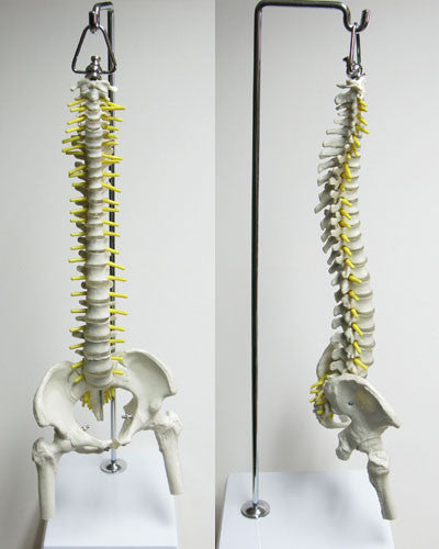 Mini Spine with Stand