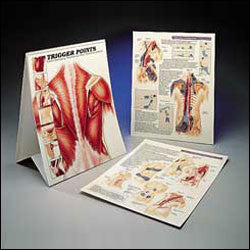 Trigger points shown in flip chart book