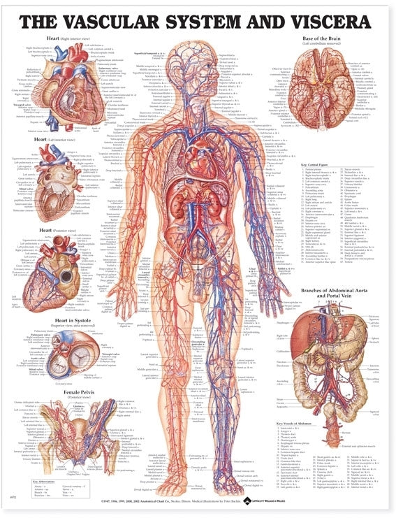 Vascular System and Viscera Wall Chart- Laminated, 20"W x 26"L
