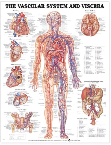 Vascular System and Viscera Chart